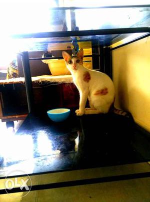 Adorable kitten for sell