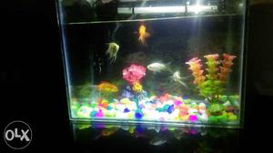 Aquarium for sale