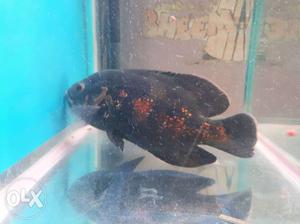Black And Orange Oscar Fish