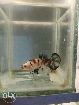 Black And Pink Betta Fish