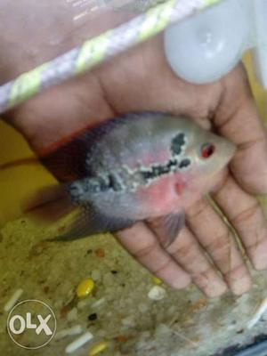 Box body flowerhorn srd type for sale