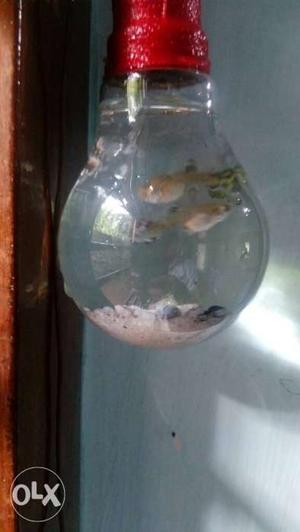 Clear bulb with 2 guppy