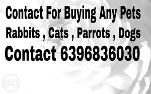 Contact For Buying Stuffs