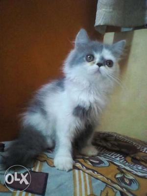 Doll face grey and white 2 mnth kitten