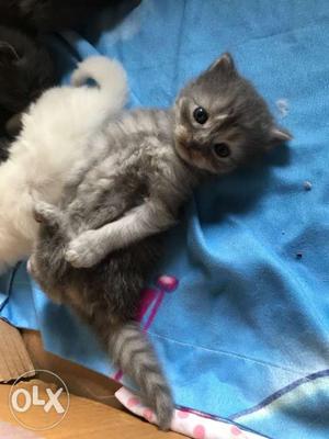 Double coated Gray And White Parsian Kitten