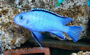 Fish 3" powdered blue chiclids