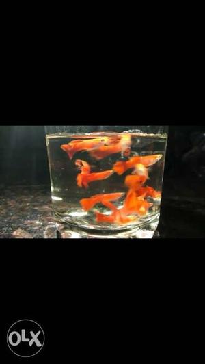 Full red guppies