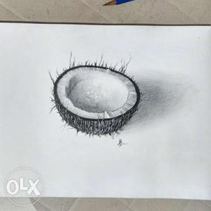 Gray Coconut Shell 3D Sketch