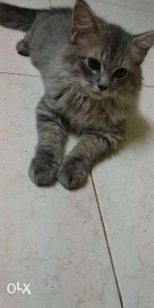 Grey Persian male cat