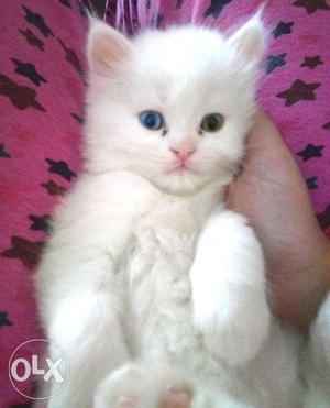High Breed Persian Kitten Doll Face Odd Eyes Available For