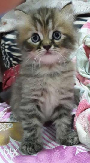 Hii... I hv Persian kitten...very cute,