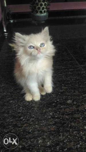 Himalayan person cat 2months old age with brown