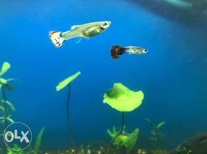 I have Guppies in Pair (Male & Female) for