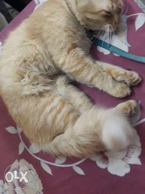 Male Persian cat 1.5 years potty trained play only for cat