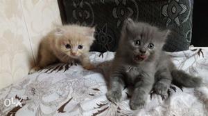 Male persian kittens of 1months for sale