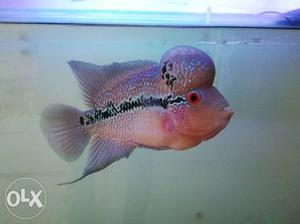 My imported flower horn fish with humpy head with