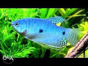 Pearl gurami fish pair