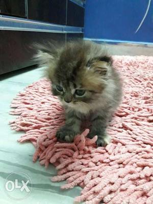 Persian home breed Kitten