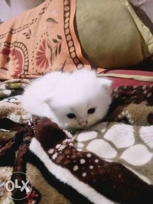 Persian male kitten 25 days old...