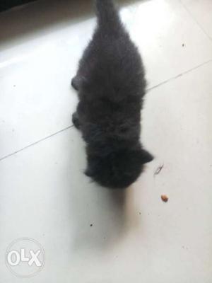 Pure black persian kitten