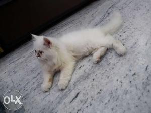 Purssian cat.pure white.personal pet