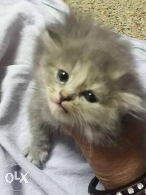 Sell parsian cat Gray colour h