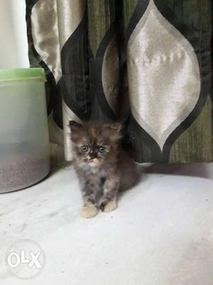 Short-hair Gray Kitten