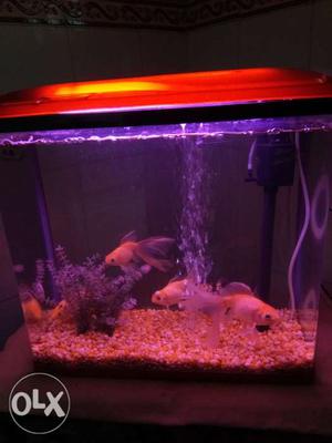 Six fishes with aquarium on sale