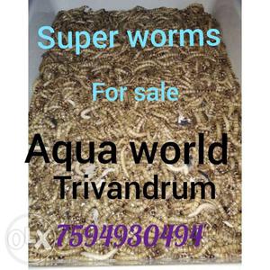 Super worms for sale wholesale 10 rs per pice, minimum 100