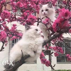 Two Medium-haired White Persian Cats