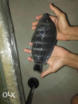 Urgent sell my tilapia buettikoferi fish size