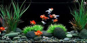 We do professional aquascaps on 500 and above