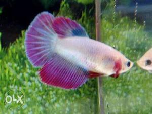 White And Purple Guppy Fish