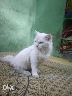 White And Tan Short-coated cat