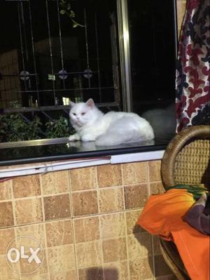 White Persian Cat male 12 months old