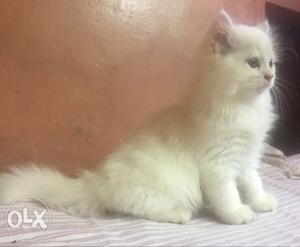 White kitten 70days old female long fur