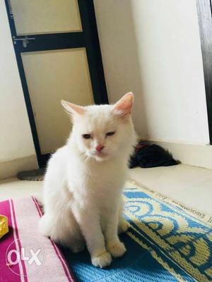 White persian Cat in pune