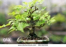 BONSAI - A Green Life with Green Plants 50%discount sale