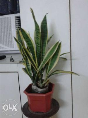 Sansiviera plant for sale this is akso called