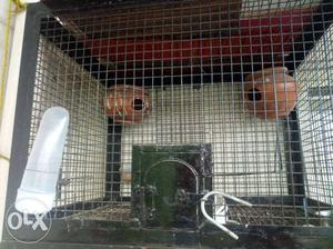 1 birds cage for sell size 1.5x2x1.5 ft cage
