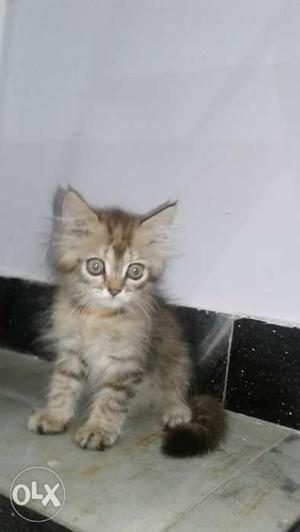 1 grey tabby Persian female kitten.65 days old.