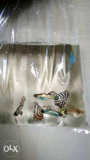 1 pair 150rs Leped Guppy