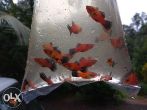 ₹10 per red wagtail platy