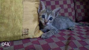 1month old indian male cat is up for adoption
