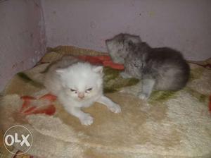2 Persian kitten available 1 mnths old doll face