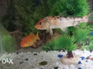 2 big non agreesive fish for sale. one is gold