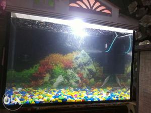 2 foot fish tank with filter and colur stone