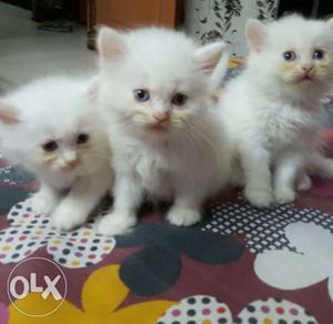 2 month white kittens double coat male pottey