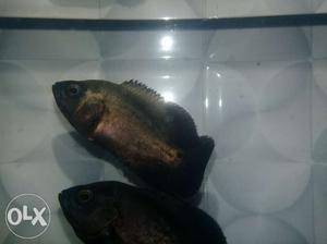 2 oscar fishes