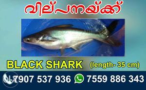 2 pairs black sharks for sale in pond, one feet